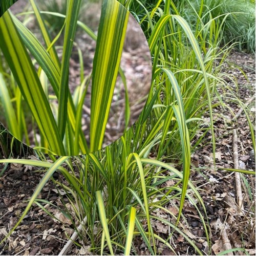 Calamagrostis acutiflora 'England' - Teravaõieline kastik 'England' P9/0,55L